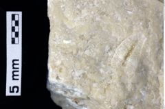 Foto (Detailansicht) von Ululapagurus oroszyi (Fraaije et al., 2019) (NHMW-GEO-1990-0041-0194)